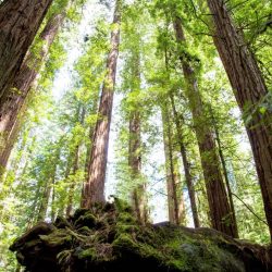california-redwood-forest-sunlight-bright-green-foliage-earth-tones-nominated_t20_lo6VnB