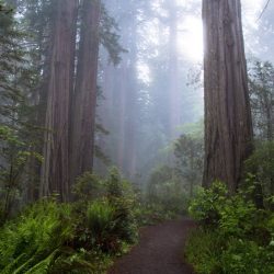 early-morning-mist-amongst-california-redwoods_t20_KyOA1V