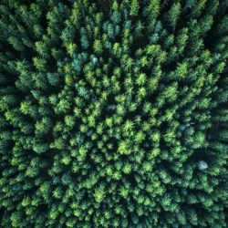 the-woods-seen-from-above-becomes-like-a-relaxing-picture-photograph-taken-with-a-drone_t20_e9ALO2